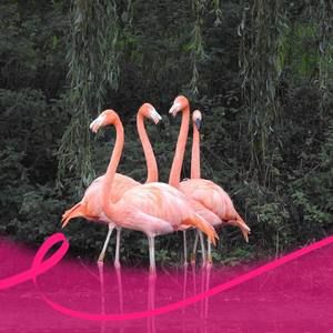 Meet your Posher, Roxanne